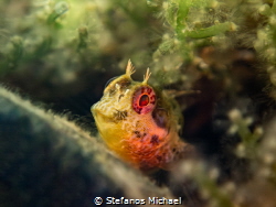 Tompot blenny - Parablennius gattorugine by Stefanos Michael 